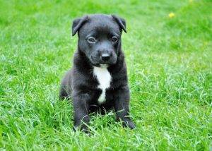 black and white puppy sitting in grass