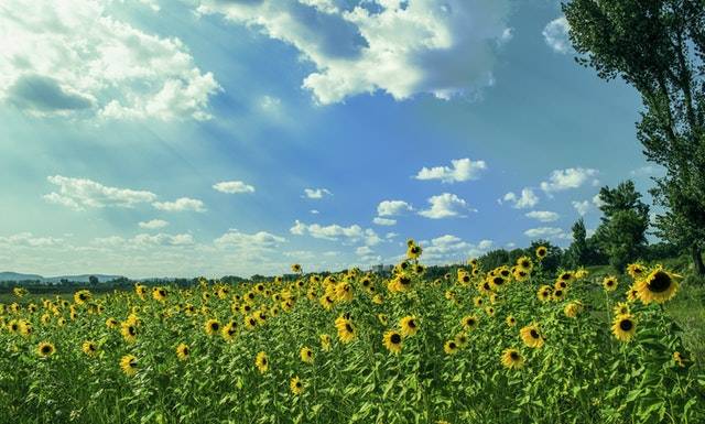 Claremont Sunflowers