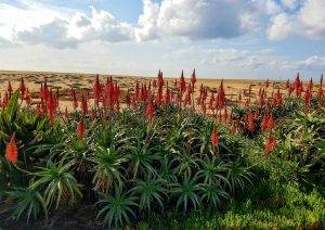 Red flowers against beach